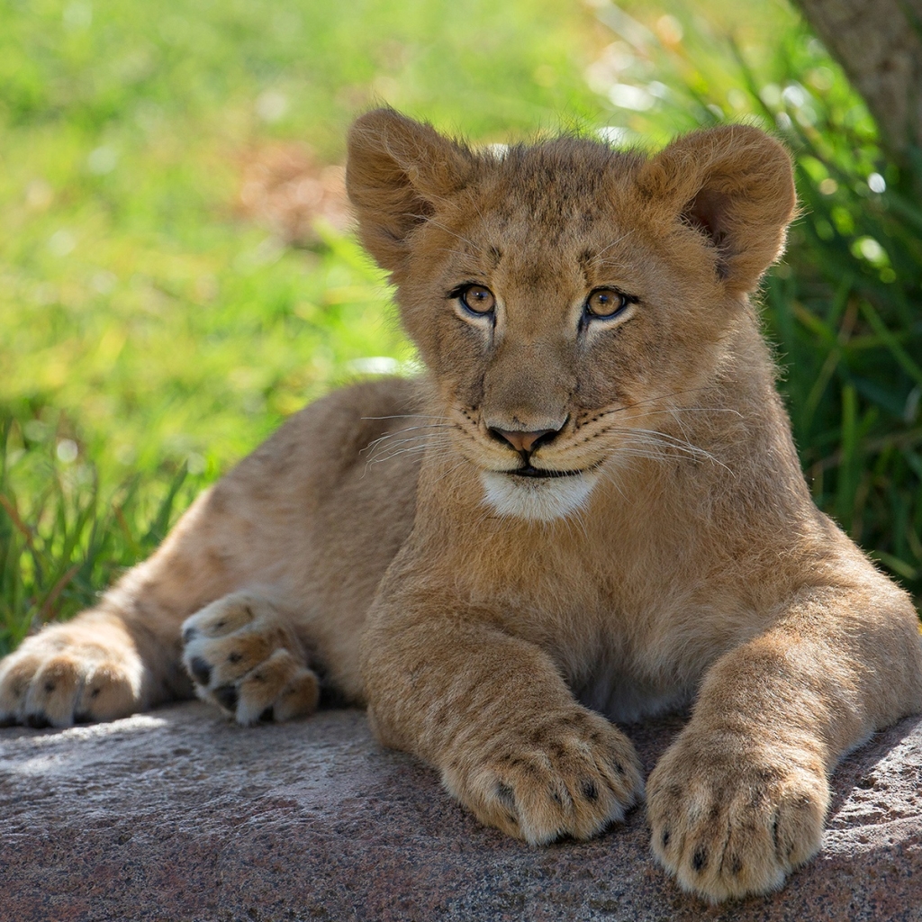 Download Cub Baby Animal Lion Animal PFP