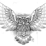 Animal owl PFP