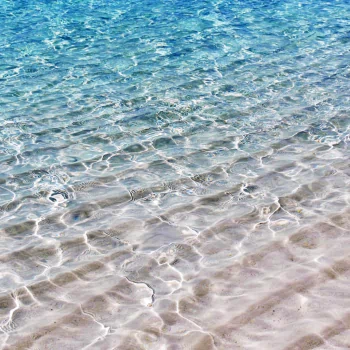nature ocean PFP