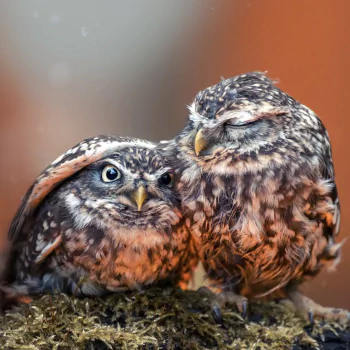  Baby Owl under Mother's Wing