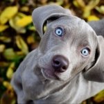 Download Animal Weimaraner PFP