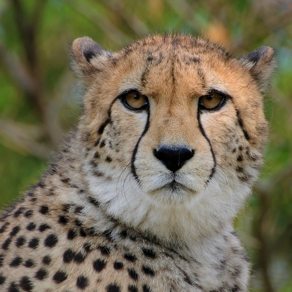 Cheetah Forum Avatar | Profile Photo - ID: 275181 - Avatar Abyss