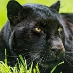 Download Animal Black Panther PFP