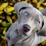 Animal weimaraner PFP