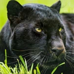 Animal black panther PFP