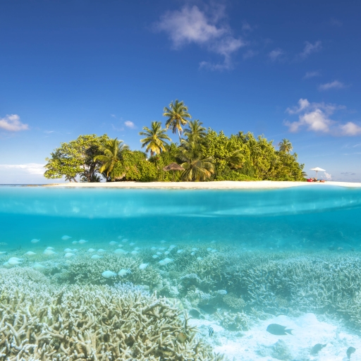 Download Ocean Tropical Under Night In-Birth Coral Nature Island PFP