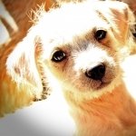 Download Animal Puppy PFP