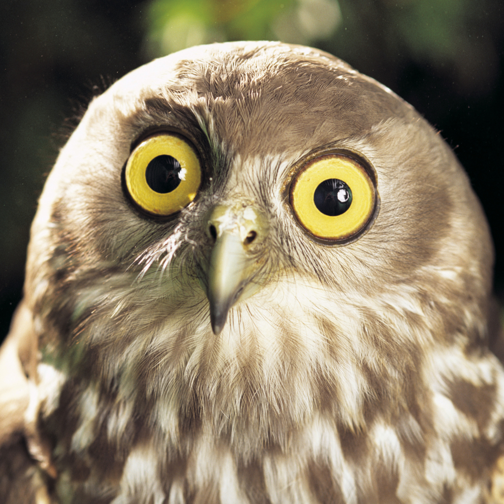Owl Pfp by australian geographics