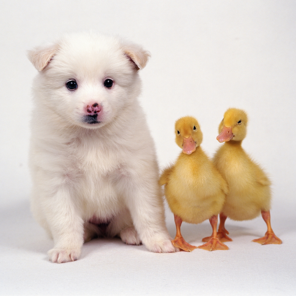 puppy and duck