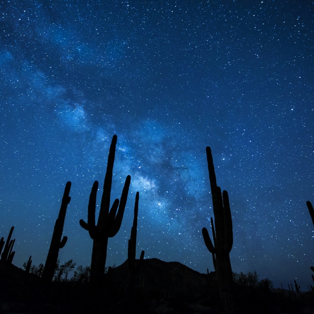 Download Star Silhouette Cactus Milky Way Starry Sky Night Sky Nature PFP