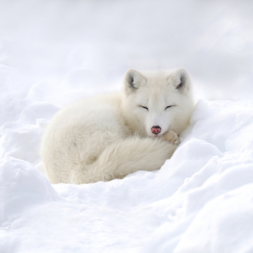 Arctic Fox Pfp