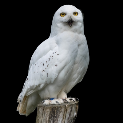 Snowy Owl Portrait by Gerry