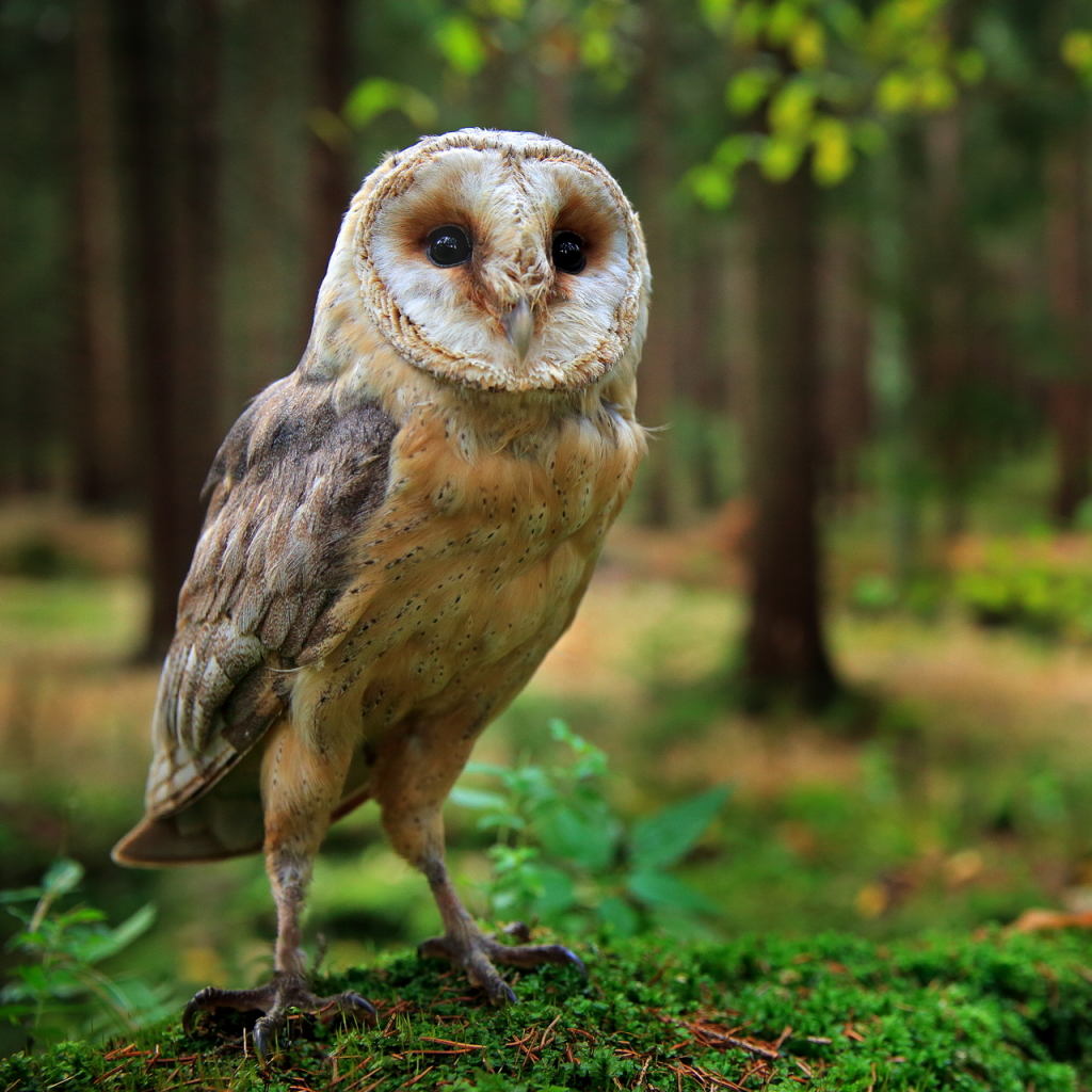 Barn owl Pfp