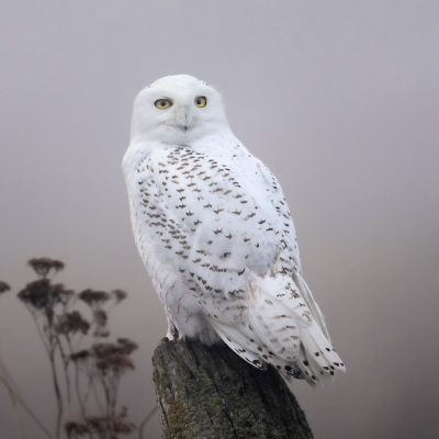 Snowy Owl Pfp