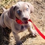 Download Animal Weimaraner PFP
