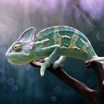 reptile lizard chameleon Animal PFP