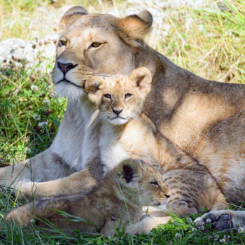 cub baby animal lion Animal PFP