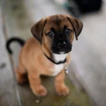 Animal puppy PFP