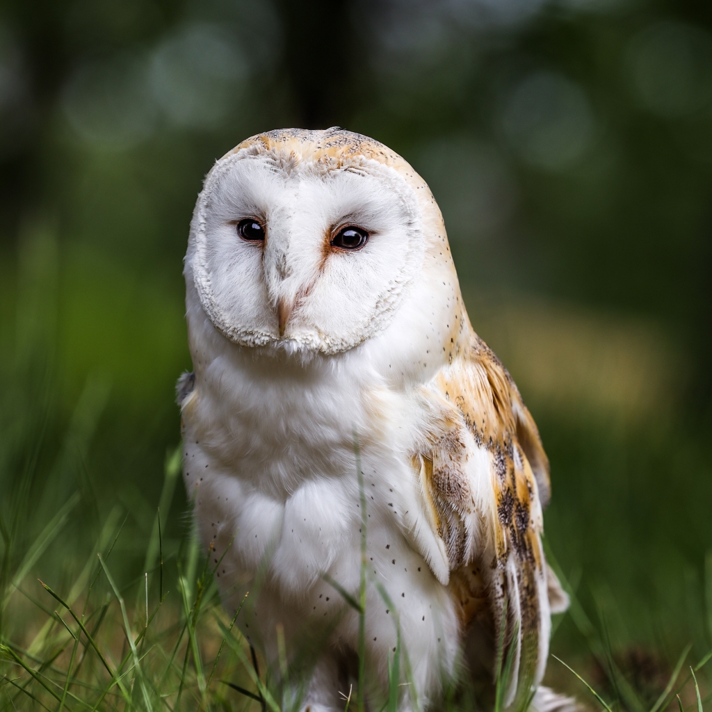Barn owl Pfp by Bruno van der Kraan