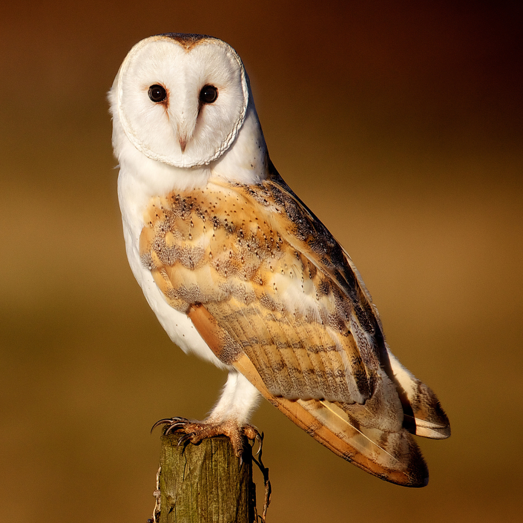 Barn Owl Pfp