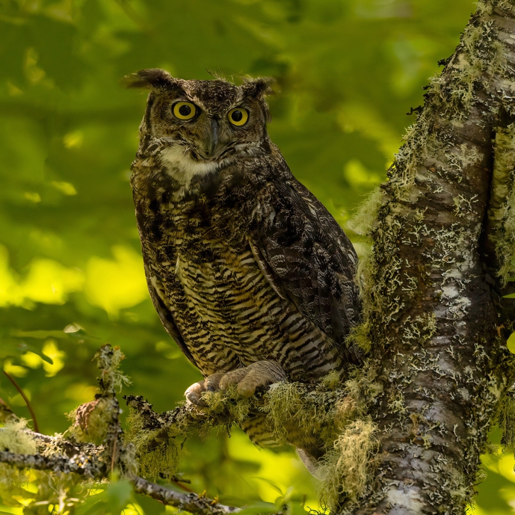 Great horned owl Pfp