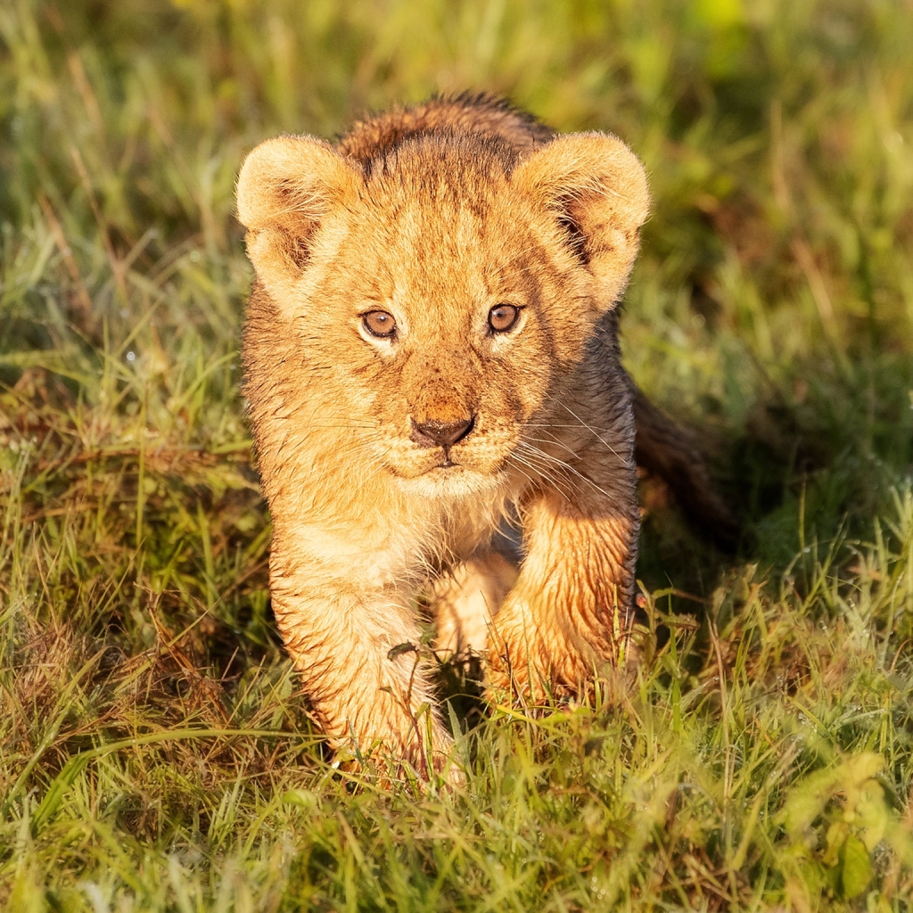 Download Baby Animal Lion Cub Animal PFP