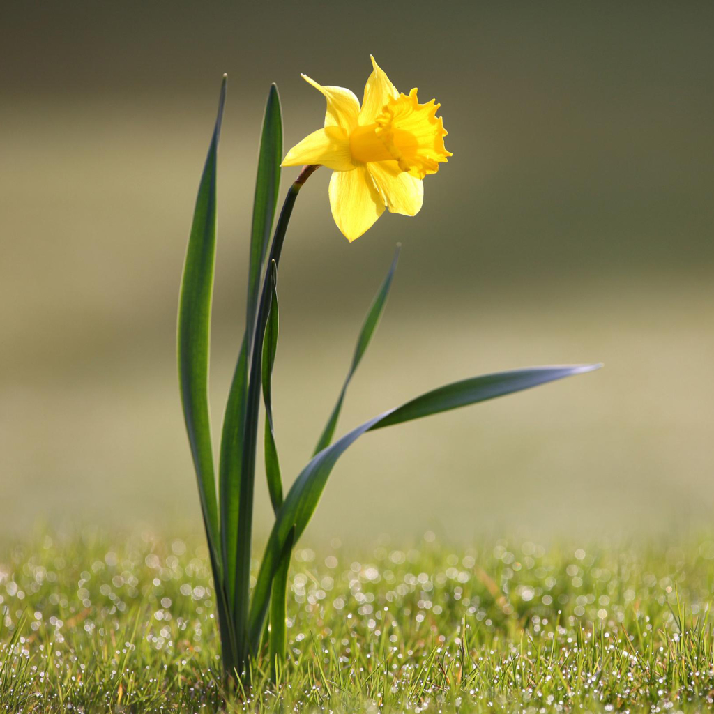 Daffodil Pfp
