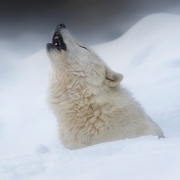 White Wolf Howling for the Pack