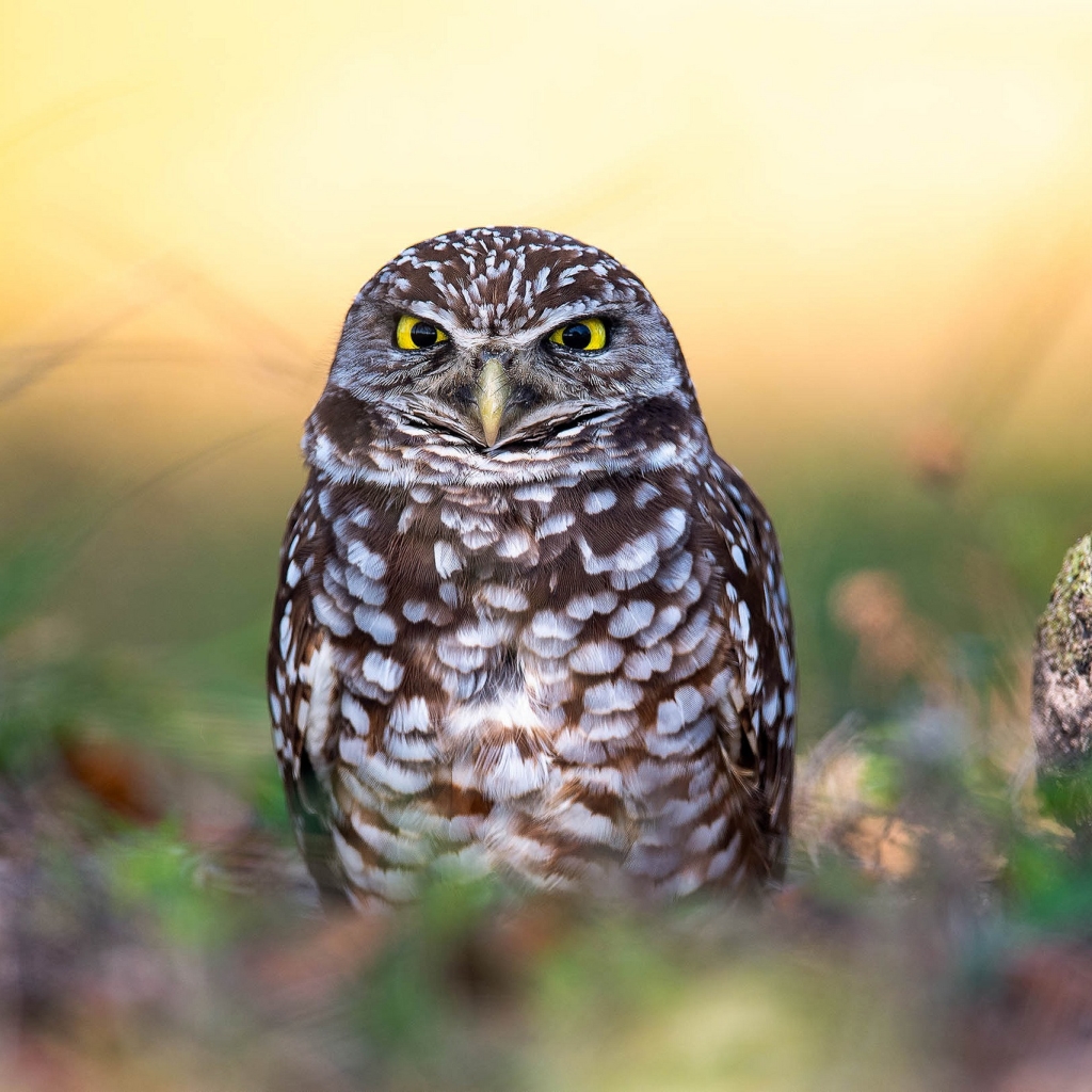 Download Bird Owl Burrowing Owl Animal PFP