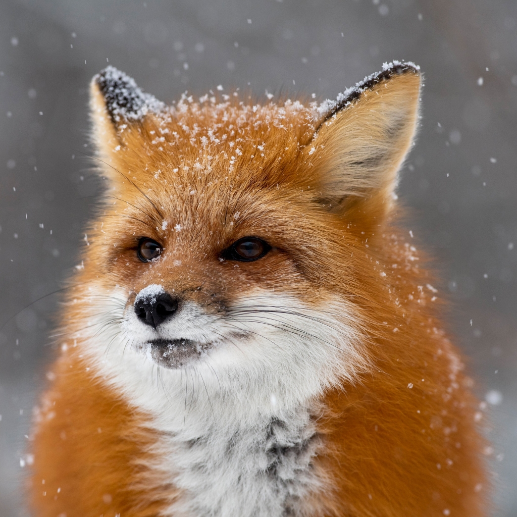 Fox Pfp