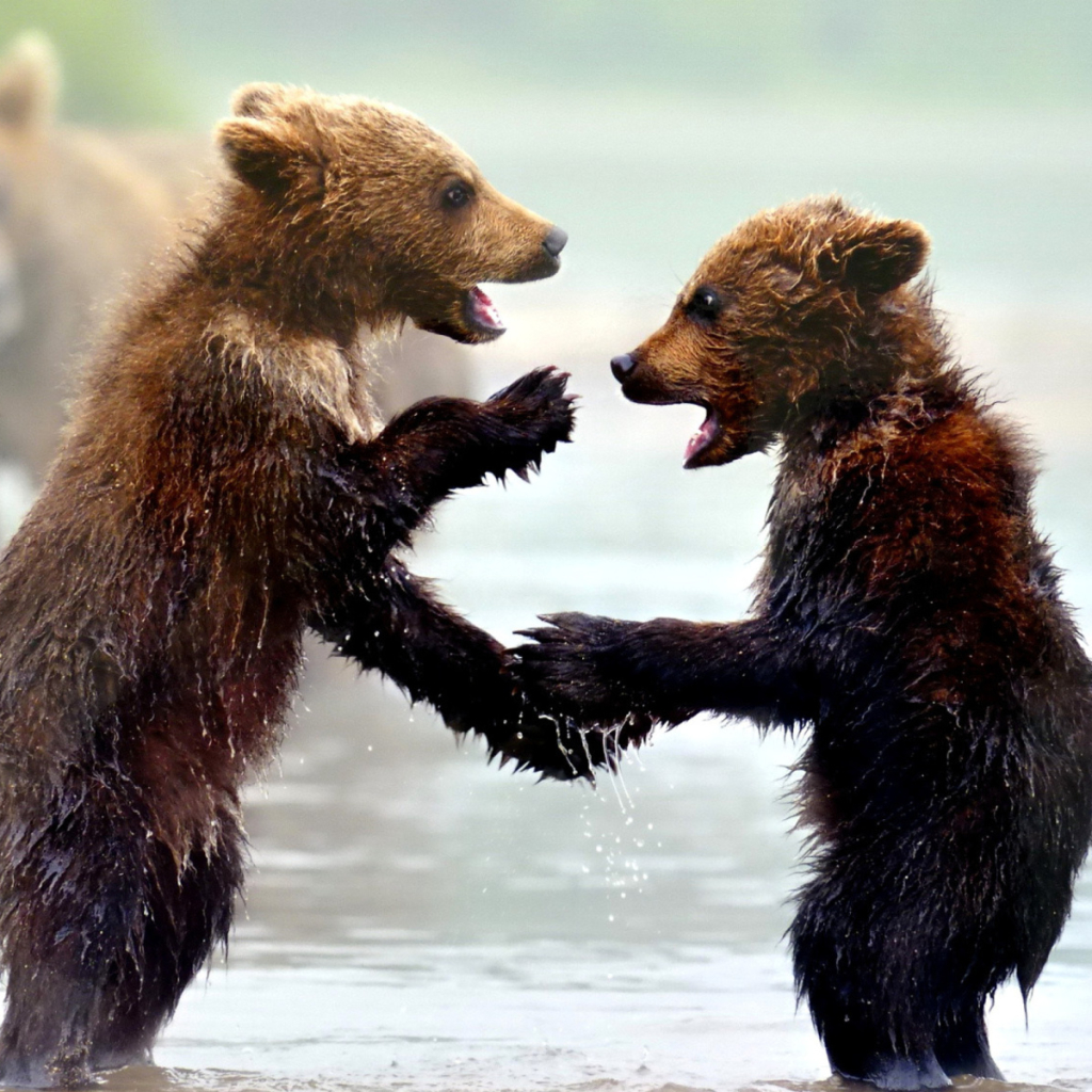 Two Cute Bear Cubs