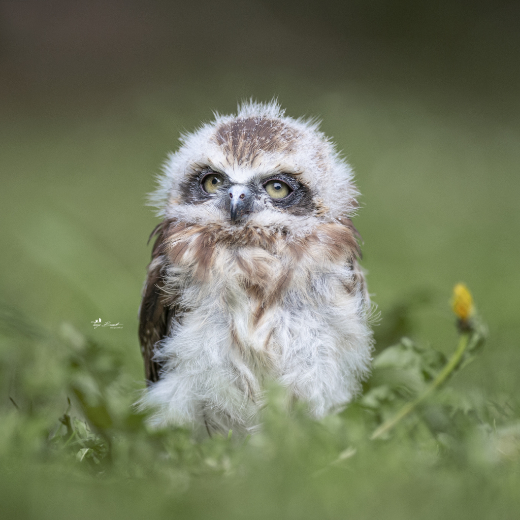 Cute Baby Owl on Grass