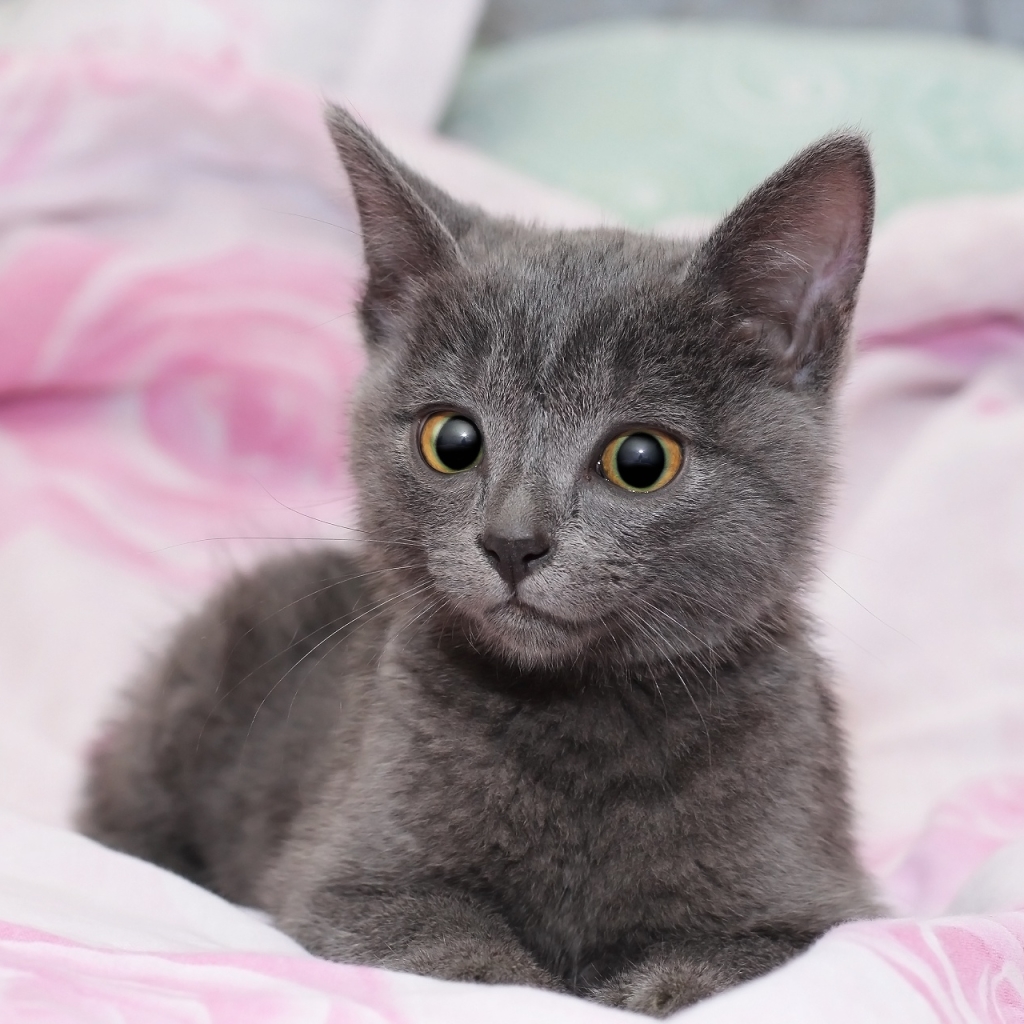 Download Baby Animal Cat Kitten Animal PFP