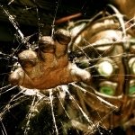 Download Video Game Bioshock PFP