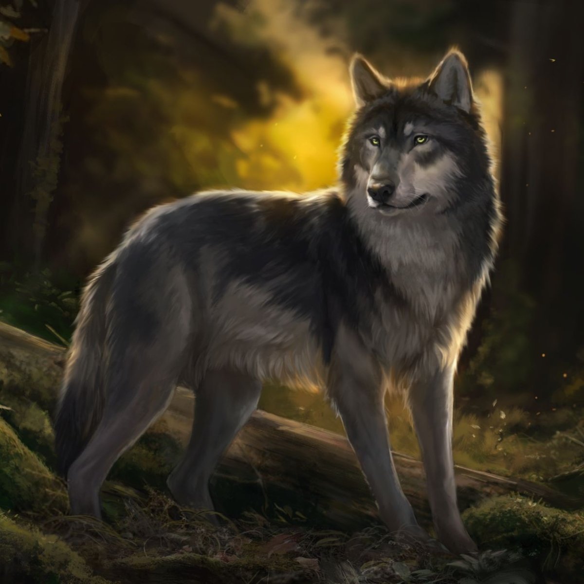 Download Wolf Animal PFP by Muns11