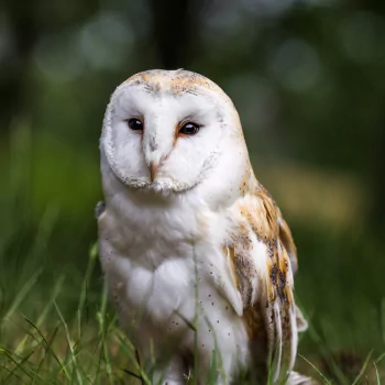 barn owl bird owl Animal PFP