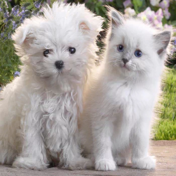  White Puppy and Kitten