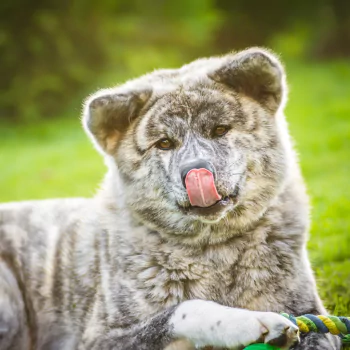 baby animal dog akita Animal PFP