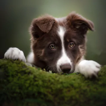 baby animal dog border collie Animal PFP