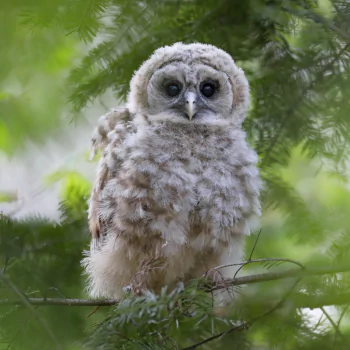bird owl barred owl Animal PFP