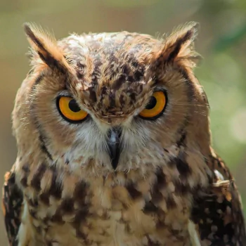 Animal great horned owl PFP