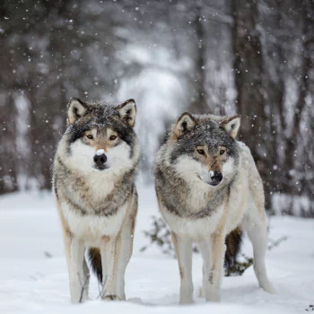  Wolves in Snowy Forest