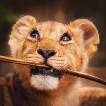 baby animal cub lion Animal PFP