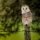 Barn Owl