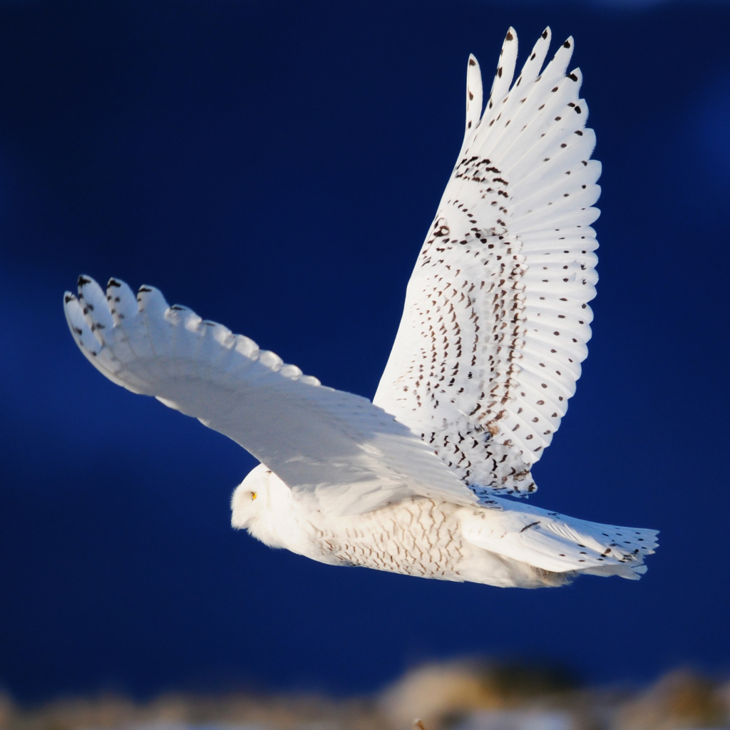 Snowy Owl Pfp