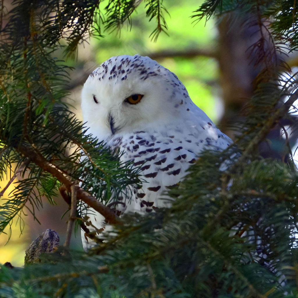 Snowy Owl Pfp
