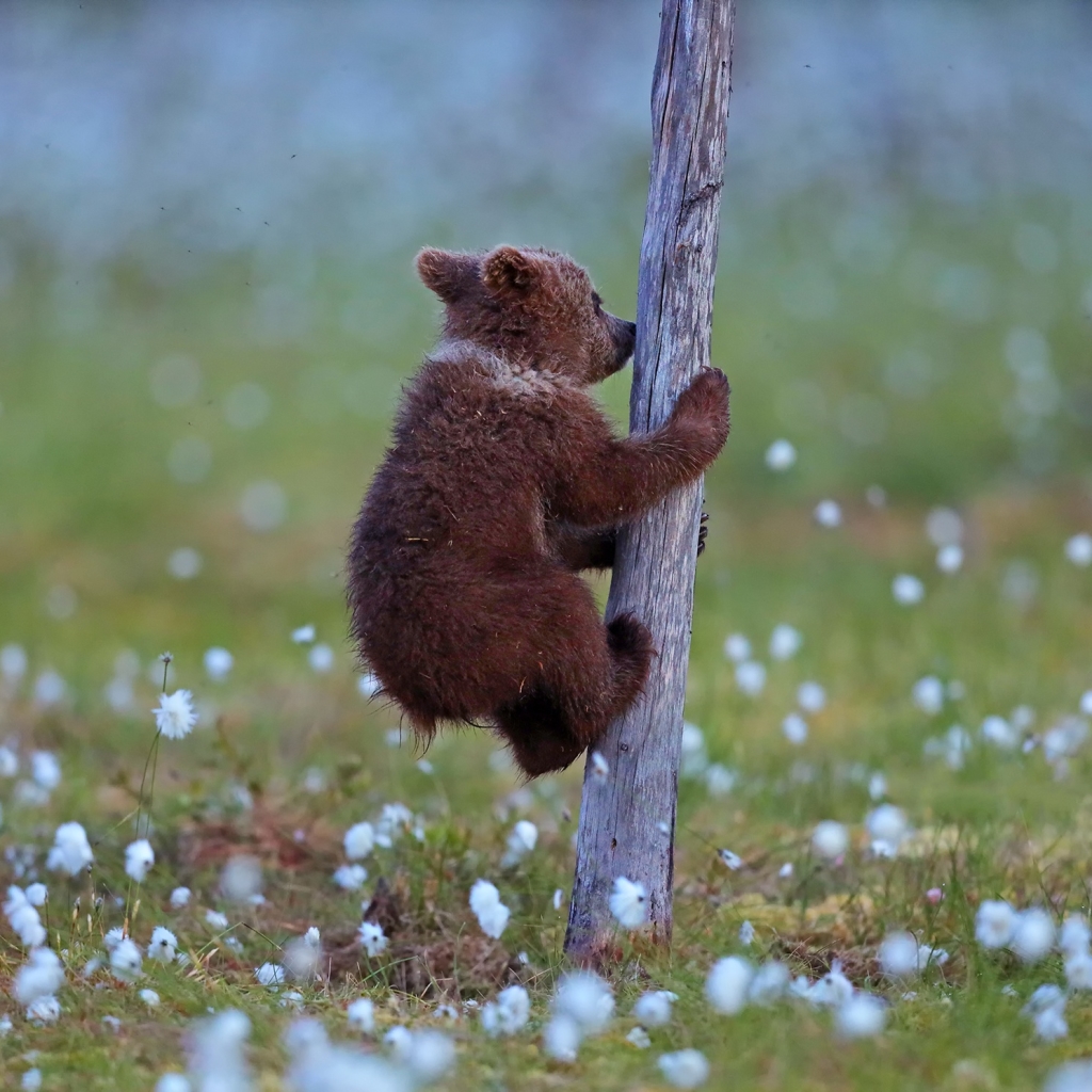 Baby Bear Climbing a Small Dead Tree