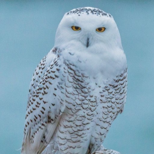 Download Bird Snowy Owl Animal PFP