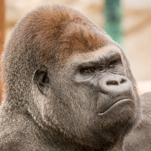 Download Primate Monkey Gorilla Animal PFP