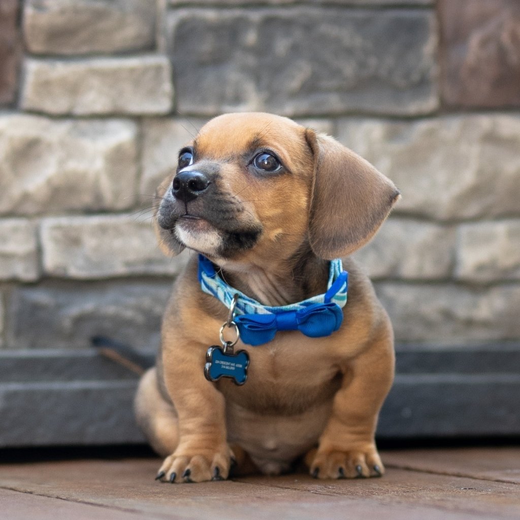 Download Baby Animal Collar Puppy Dog Animal PFP